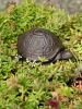 Cast Iron Turtle Key Hider