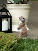 Standing Bunny Garden Decor